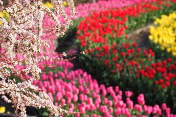 ユキヤナギの花とチューリップ畑