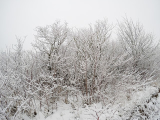 Winter, frost, snow north Croatia, morning