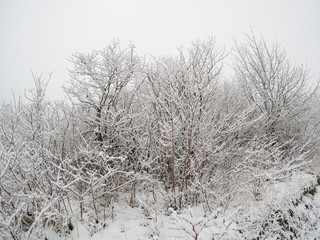 Fototapeta premium Winter, frost, snow north Croatia, morning