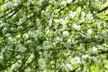 Flowers of the spring blossoming tree. White flowers background