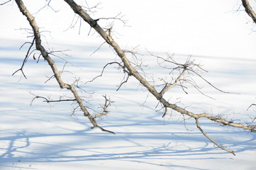 Fototapeta na wymiar The drooping leafless branches of a nearby tree cast its shadows on a frozen lake with fresh snow.