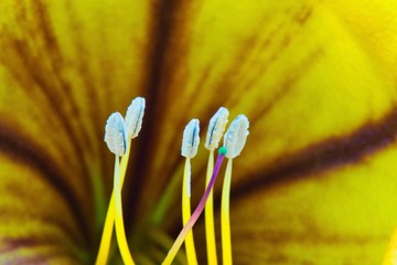 Stamens Solana maxima
