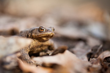 Bufo bufo. Wild nature. Beautiful picture. Nature of the Czech Republic. Frog. From Frog Life. Animal. Amphibian. Nature photos.