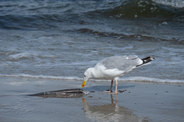 Möwe frißt toten Aal