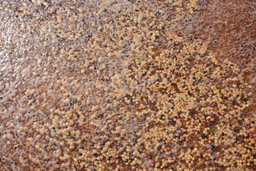 Industrial plant produced coffee bean organic cleaning skin with water
