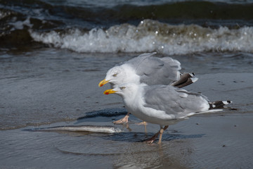 Zwei Möwen fressen toten Fisch