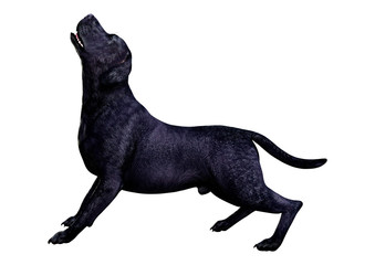 3D Rendering Labrador Dog on White