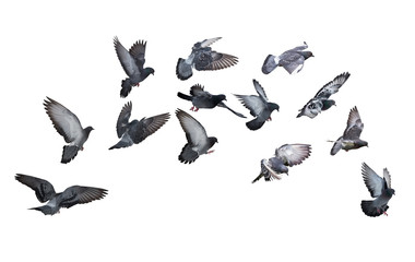 isolated on white group of dark grey pigeons