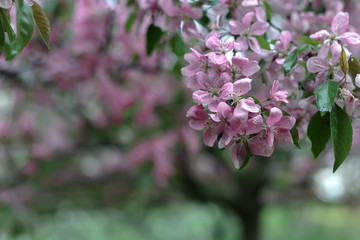 close up: blooming apple tree in spring with pink flowers and blurred background