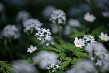 Forest white anemones bloom in the midst of other blue flowers with a blurred dark background