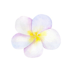 Frangipani or plumeria. White flower. Hand drawn watercolor illustration. Isolated on white background.