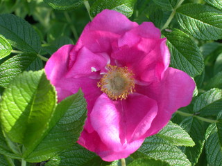 Roza pomarszczona © M. G. Koperkiewicz