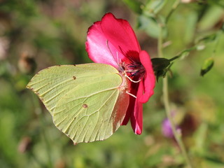 Butterfly ( Gonepteryx rhamni) drinks nectar on a red flower