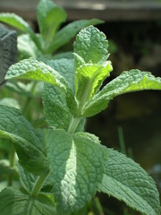 Mieta © M. G. Koperkiewicz