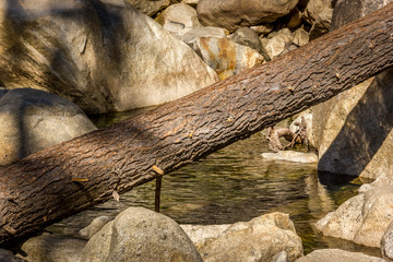Dead sequoia tree lying over a creek