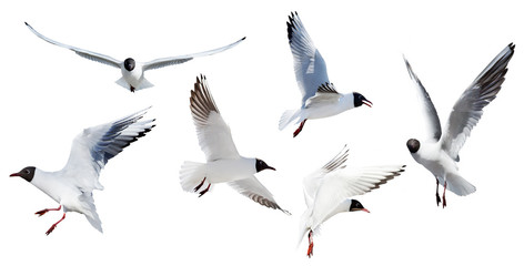 six flying black headed gulls on white