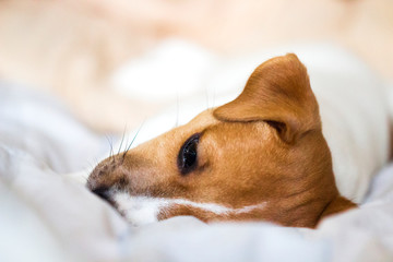 Jack Russell Terrier puppy lying on the bed