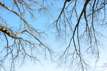 The spreading branches of leafless hibernating trees in winter against blue sky.