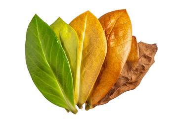 The concept of growth, development from a dead state to a living life and Vice versa. Yellow and green leaves of Zamioculcas Zamifolia closeup isolated on white background