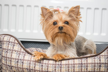 portrait of a charming Yorkshire terrier dog lying on a dog bed