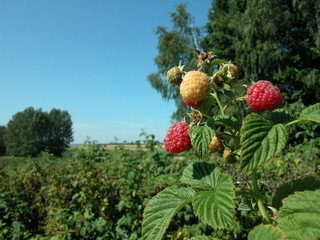 Maliny © M. G. Koperkiewicz