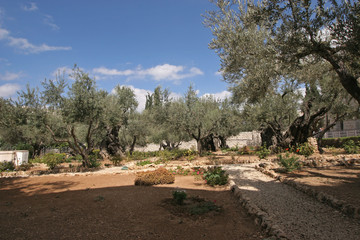 Fototapeta na wymiar Jerusalem-Garden of Gethsemane