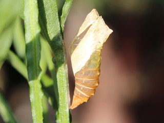 Empty pupa of a butterfly (Papilio machaon) on a flower (Helenium) stalk /side view