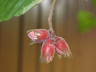 Fruits of red-leaved hazel 