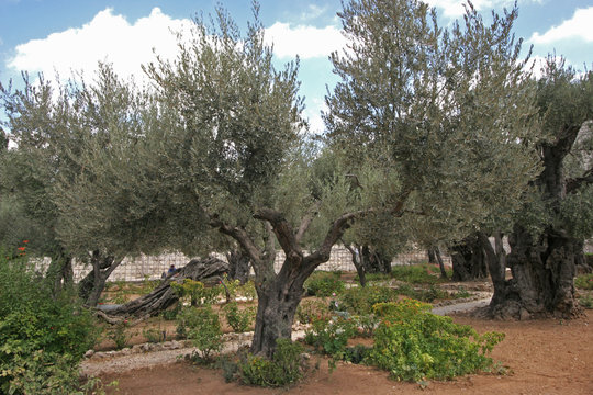 Jerusalem-Garden of Gethsemane