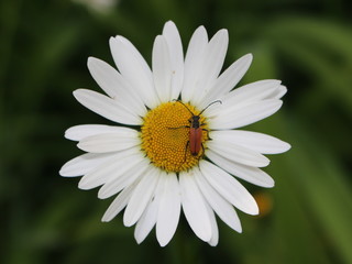 Beetle (Stictoleptura rubra) on a daisy flower (Matricaria)