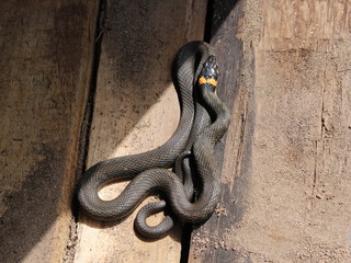 The young grass snake (Natrix Natrix) lies on wooden boards