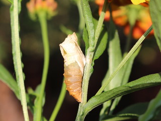 Empty pupa of a butterfly (Papilio machaon) on a flower (Helenium) stalk /side view
