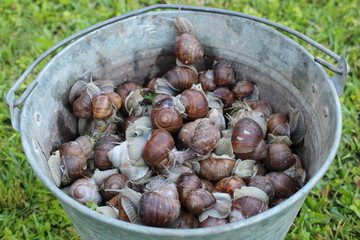 Bucket with grape snails collected in the garden on the grass  in Moscow region, Russia