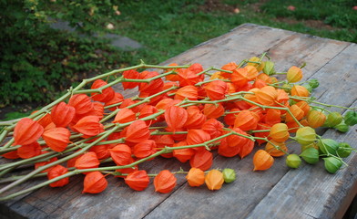 Stems of physalis with bright fruit-boxes on a wooden table