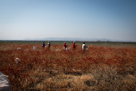 People harvesting chillies in the sun on a farm Limpopo South Africa