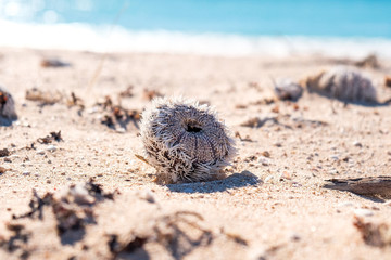 Dead Sea Urchin at the shore, Cape Range NP, Australia