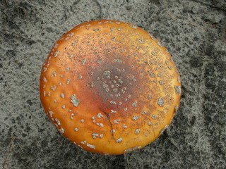 Muchomor czerwony © M. G. Koperkiewicz