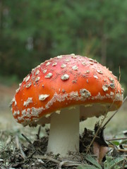 Muchomor czerwony © M. G. Koperkiewicz