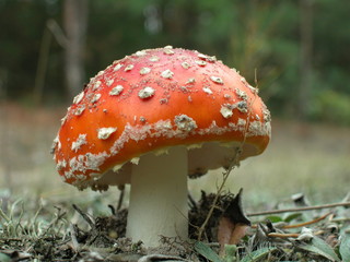 Muchomor czerwony © M. G. Koperkiewicz