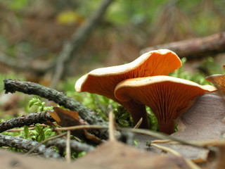 Grzyby © M. G. Koperkiewicz