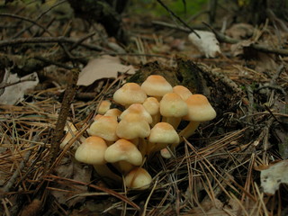 Grzyby © M. G. Koperkiewicz