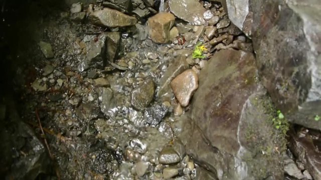 A small stream flows from a mountain spring.