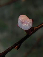 Morela © M. G. Koperkiewicz