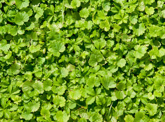 Obraz premium The green grass is lit by the sun.