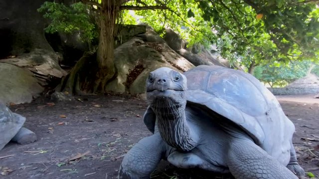 Big turtle Aldabra in the Seychelles. Island la digue. Rare view. Some giant turtles lived in captivity up to 150 years. The age of the oldest representative of the species, who died in 2006, Advaita 