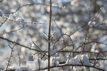 Snow-covered branches of a tree in winter
