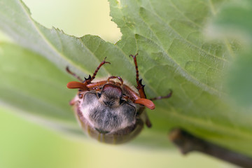 cockchafer in spring