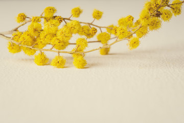 yellow Mimosa flowers close-up on white background. copy space, toned