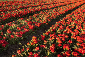 Tulips in a row