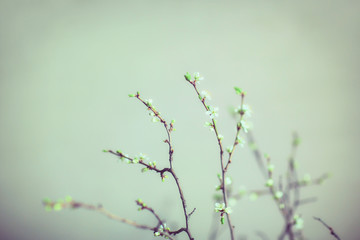 branch of cherry blossoms on cold background